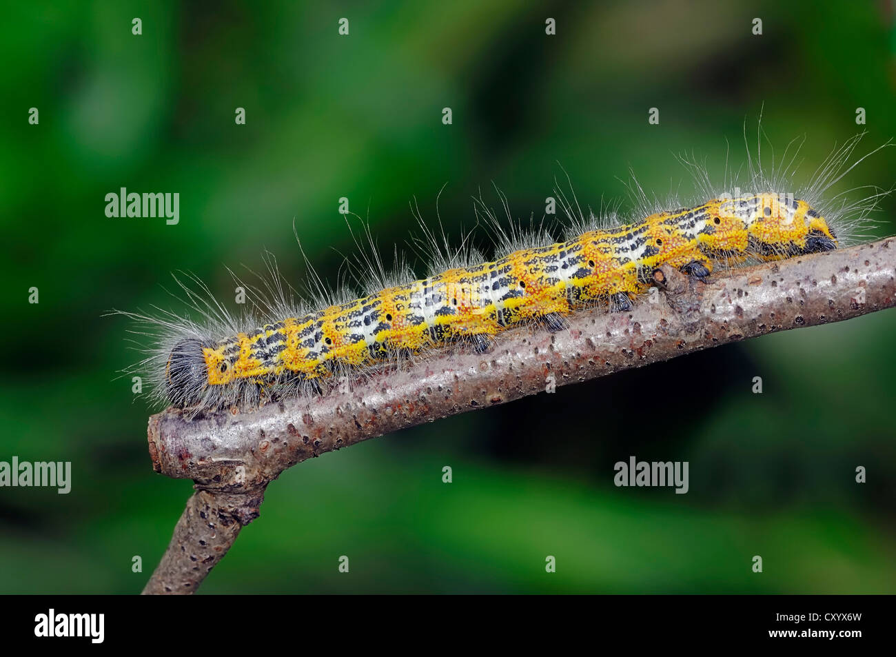 Buff-tip (Phalera bucephala), caterpillar, North Rhine-Westphalia Stock Photo
