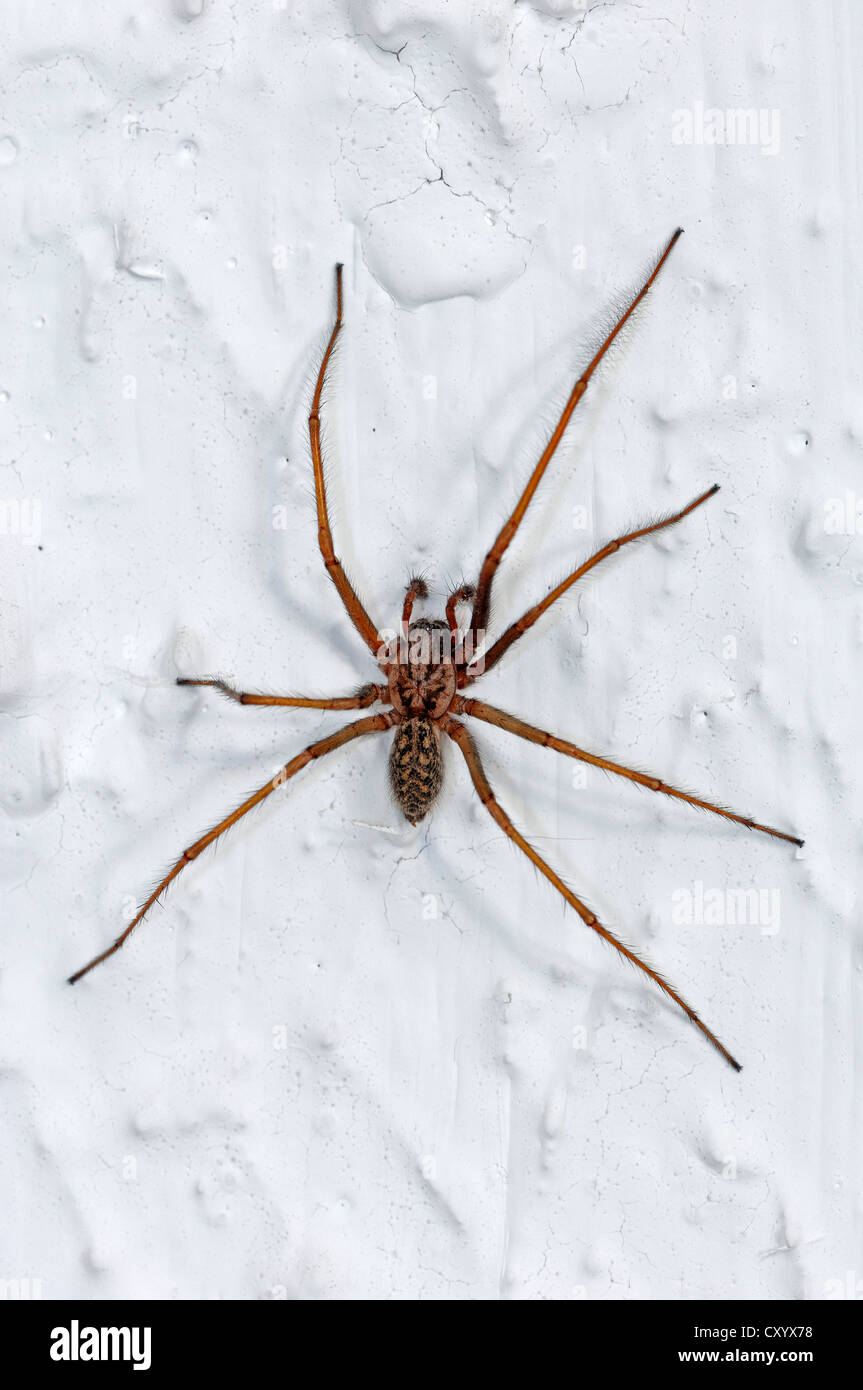 Dustbunny spider (Tegenaria atrica), North Rhine-Westphalia Stock Photo