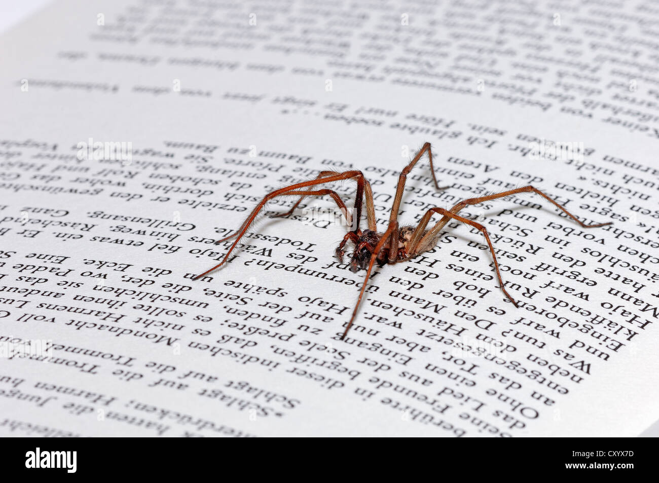 Dustbunny spider (Tegenaria atrica), sitting on a book, North Rhine-Westphalia Stock Photo