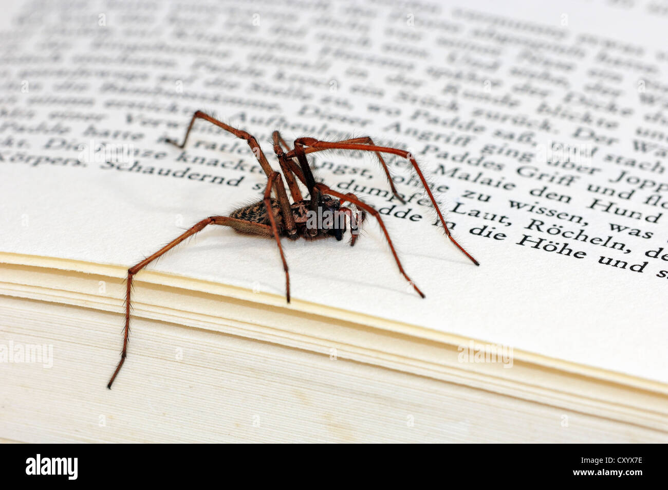 Dustbunny spider (Tegenaria atrica), sitting on a book, North Rhine-Westphalia Stock Photo