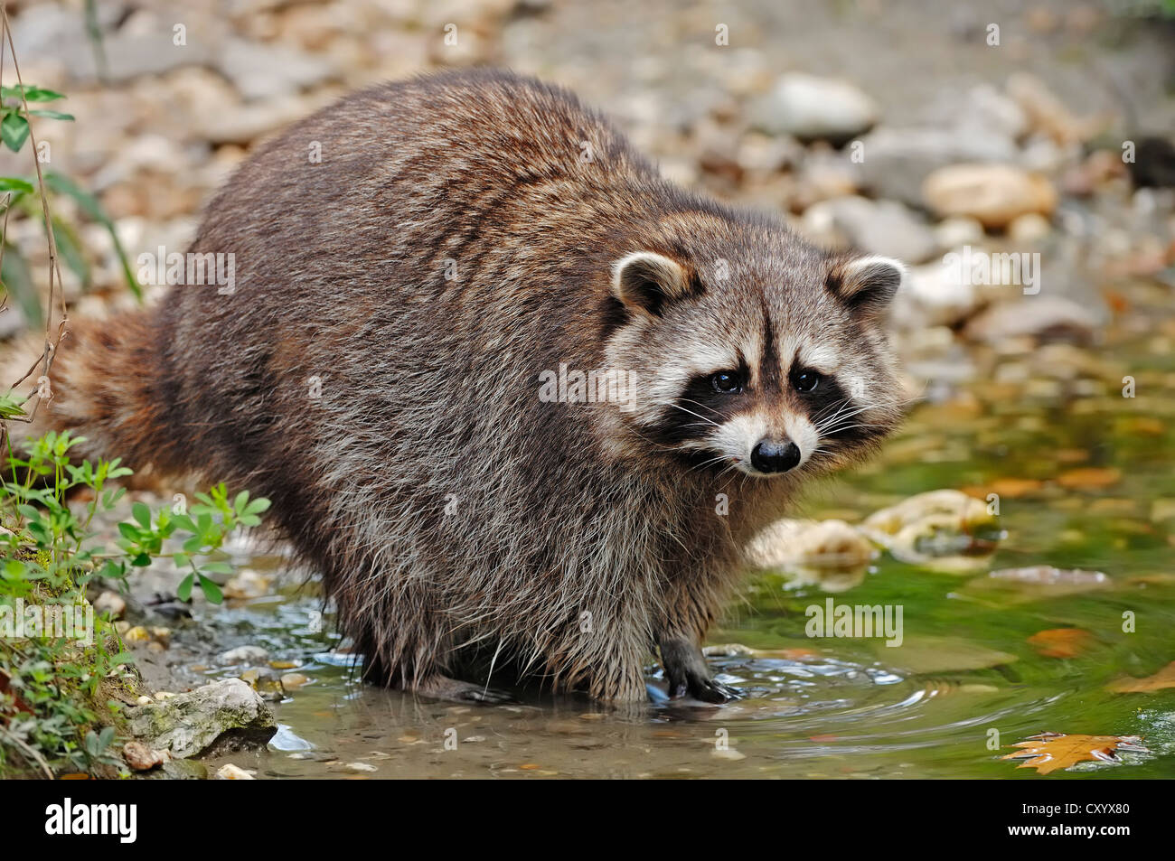 Raccoon during day hi-res stock photography and images - Alamy