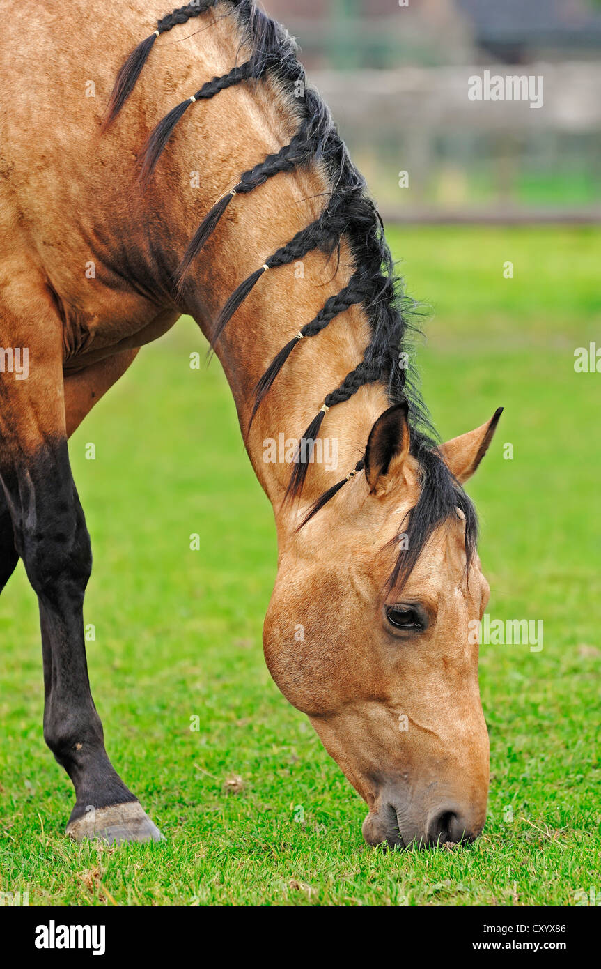 Quarter horse equus ferus caballus hires stock photography and images