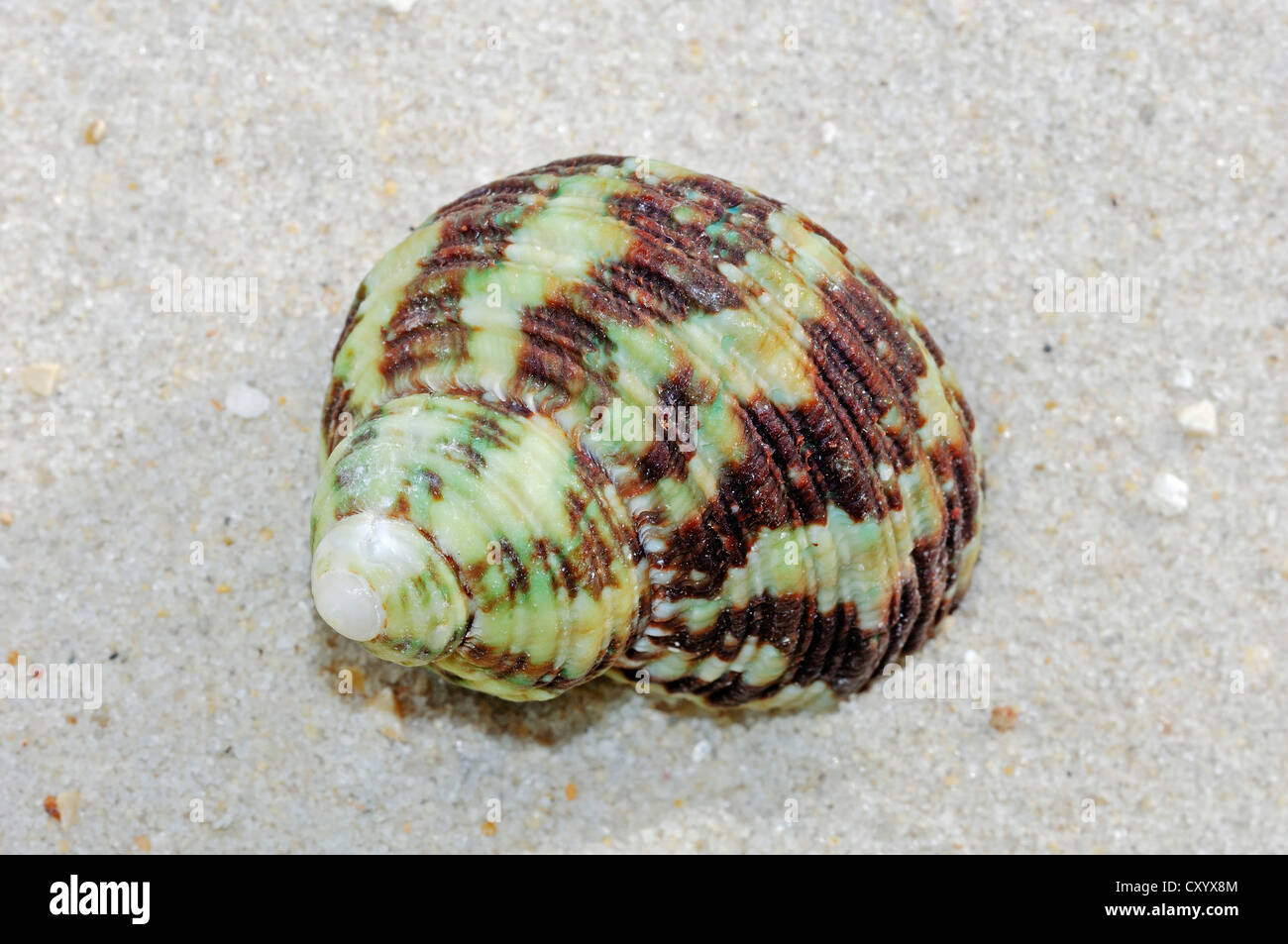 Marbled turban, great green turban (Turbo marmoratus), found in the Indo-Pacific Ocean Stock Photo