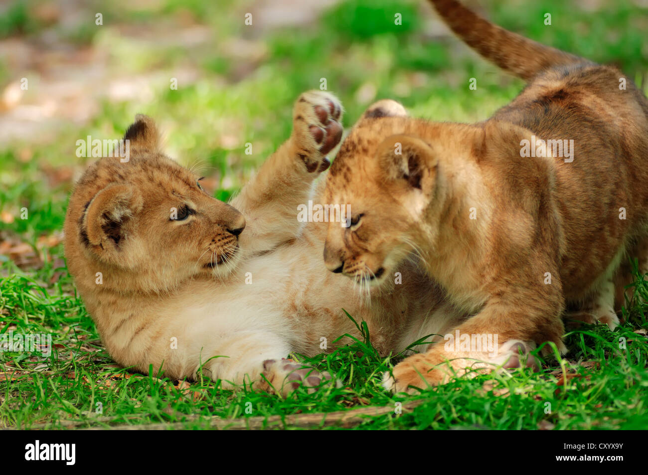 Lion (Panthera leo), two cubs playing, African species, captive, The Netherlands, Europe Stock Photo