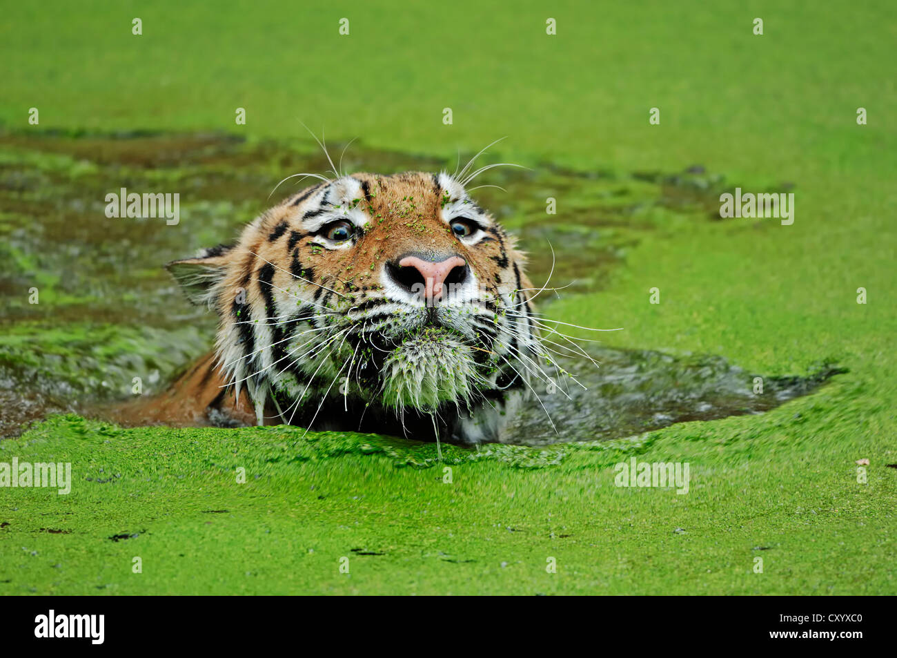 Siberian tiger or Amur tiger (Panthera tigris altaica), swimming, Asian species, captive, The Netherlands, Europe Stock Photo
