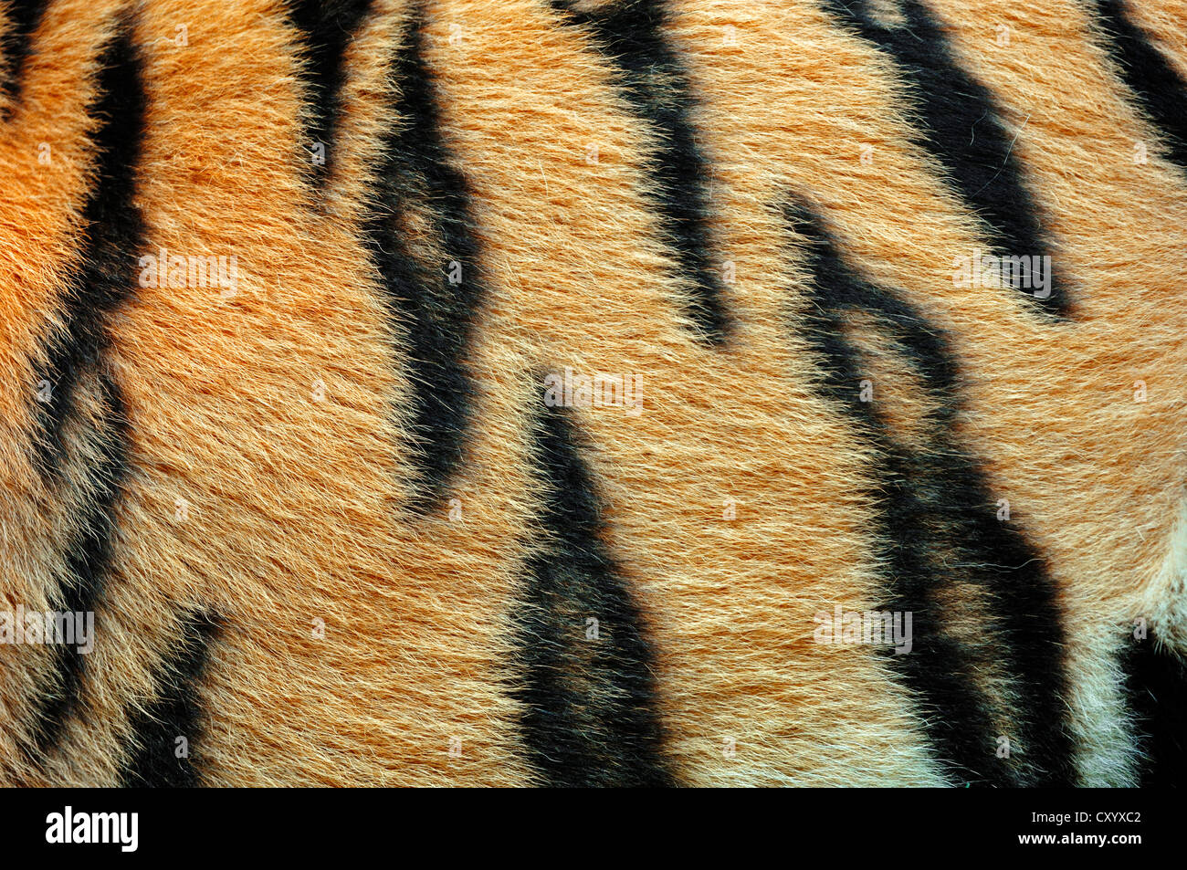 Siberian tiger or Amur tiger (Panthera tigris altaica), detail of coat, Asian species, captive Stock Photo
