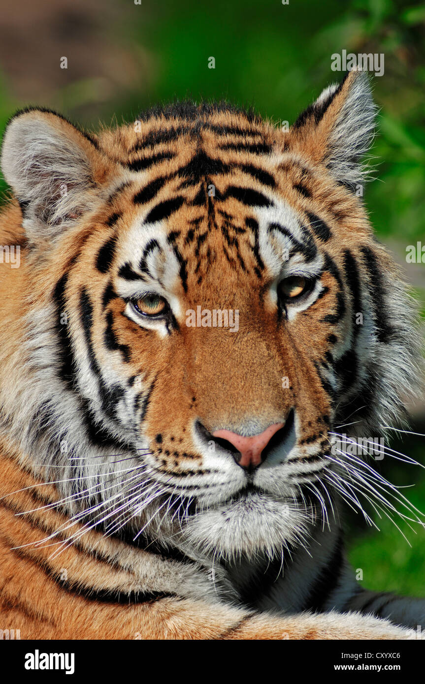Siberian tiger or Amur tiger (Panthera tigris altaica), portrait, Asian species, captive Stock Photo