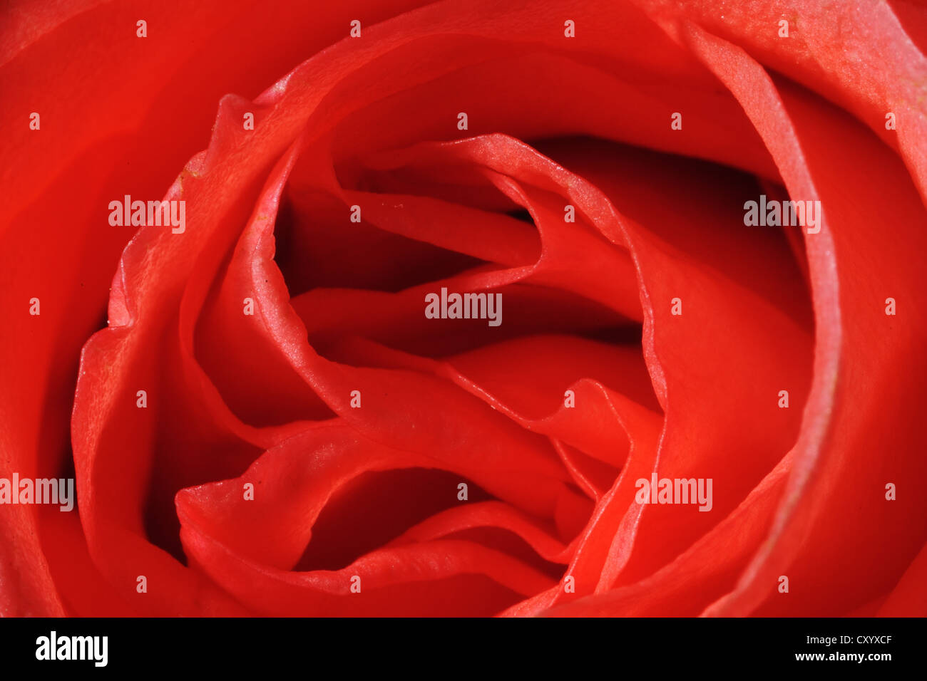 Macro shot of rose flower hi-res stock photography and images - Alamy