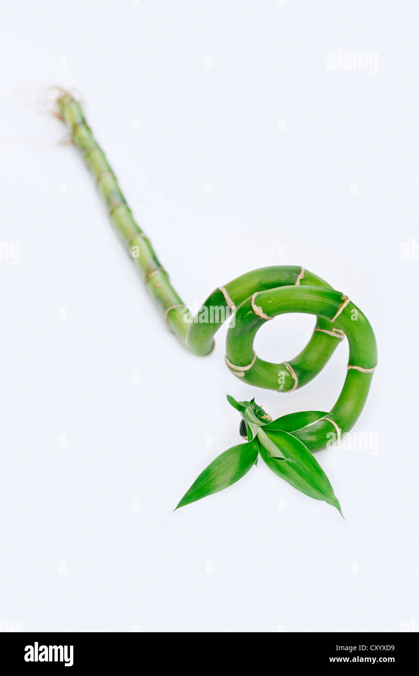 Lucky Bamboo, Belgian evergreen (Dracaena sanderiana) Stock Photo