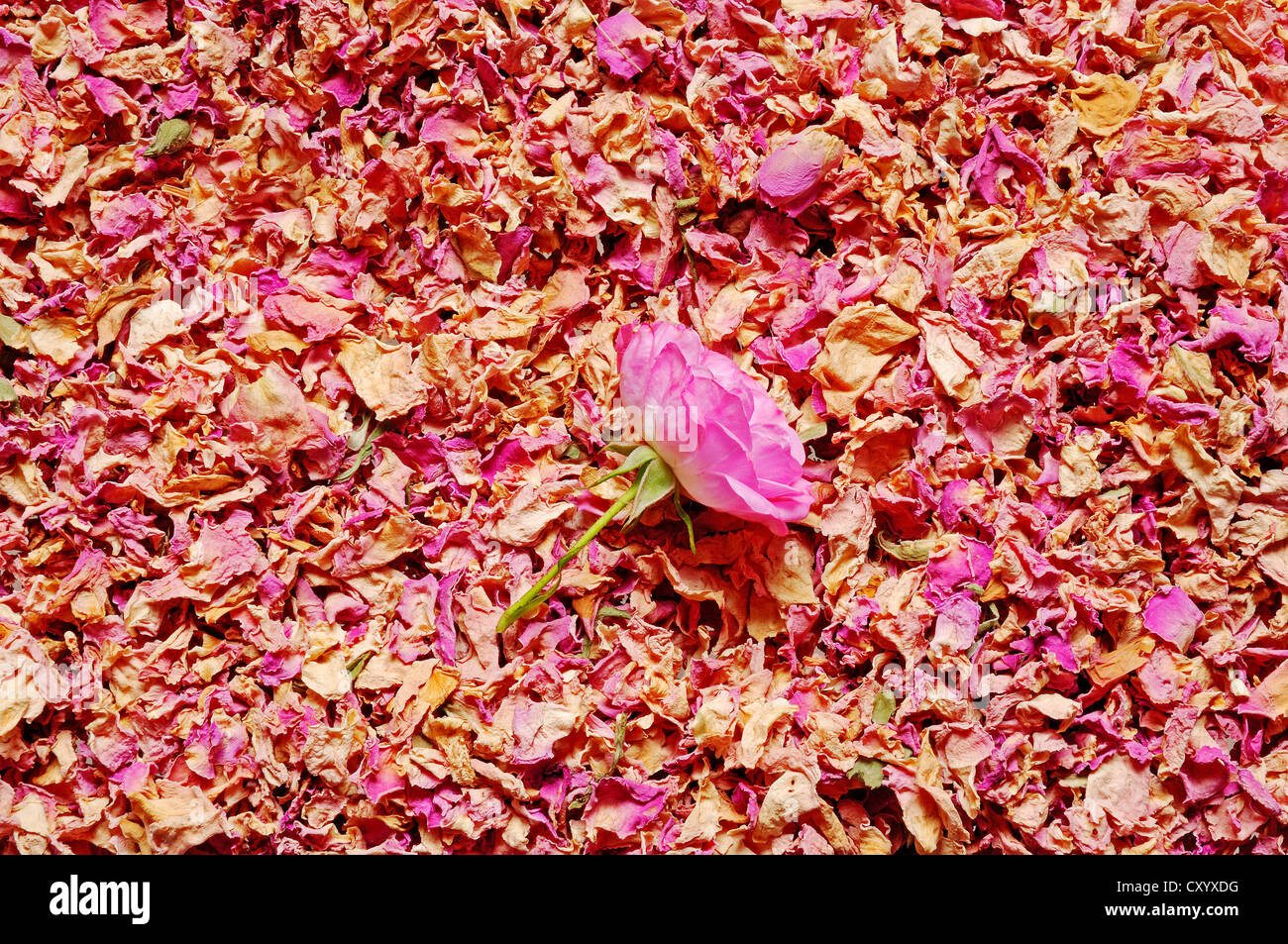 Dried rose petals and a rose blossom (Rosa sp.), incense, esotericism Stock Photo