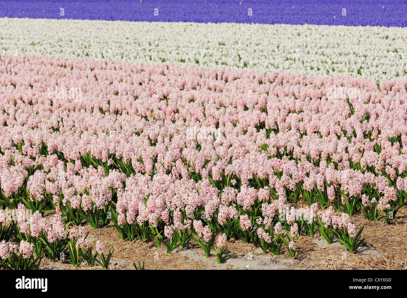 Field of common hyacinths, garden hyacinths (Hyacinthus orientalis hybride), northern Netherlands, Netherlands, Europe Stock Photo