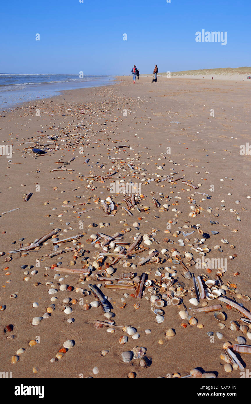 Castricum Aan Zee Weer Seashells on the beach, Castricum aan Zee, North Holland, Netherlands