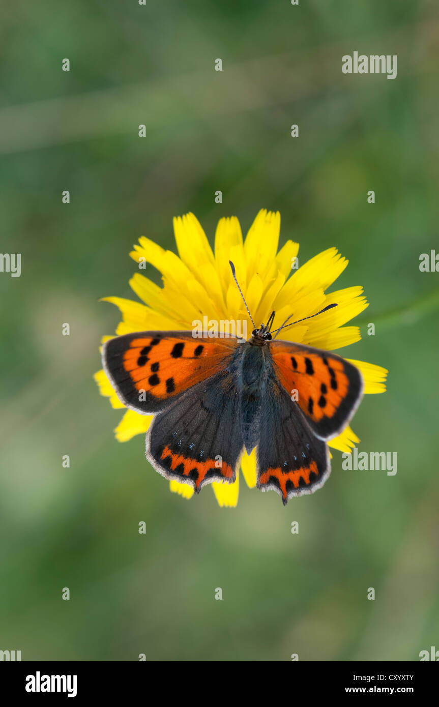 Small Copper, American Copper, or the Common Copper (Lycaena phlaeas) on Hawkweed (Hieracium sp.), Moenchbruch Nature Reserve Stock Photo