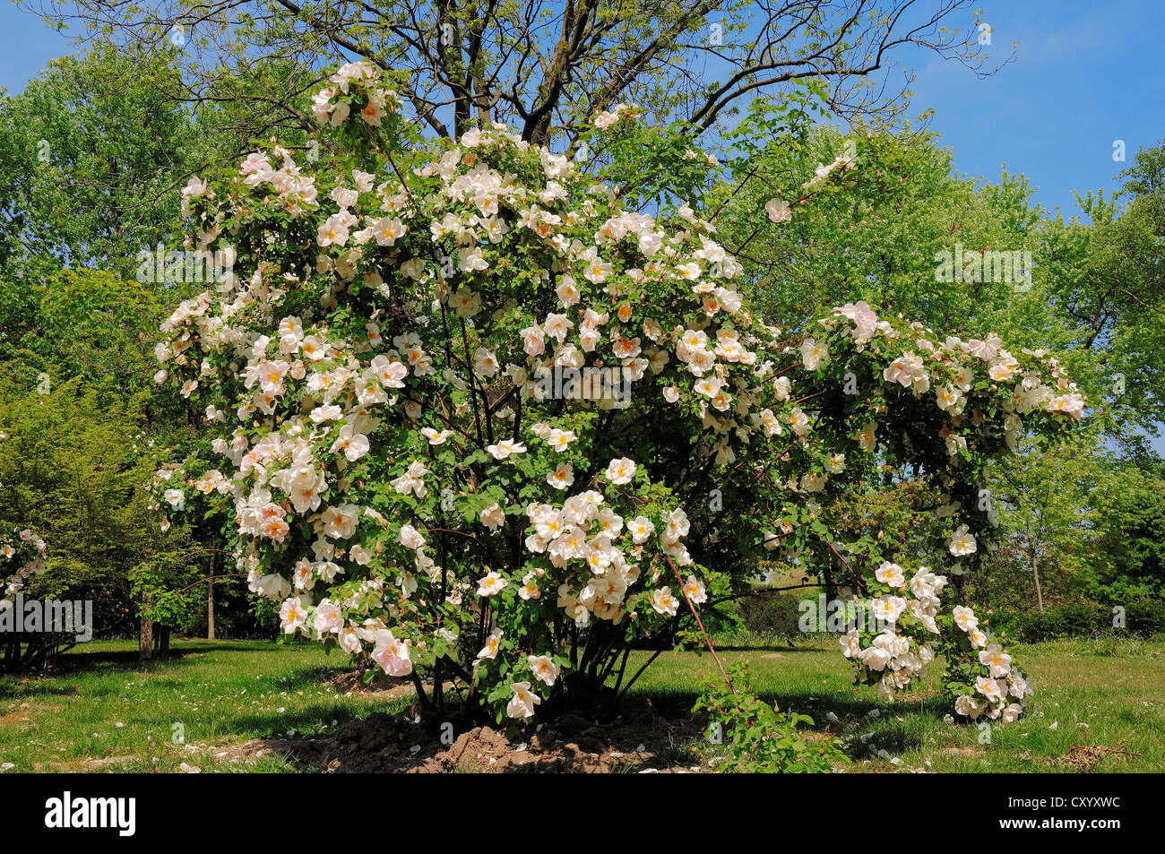 Shrub Rose Nevada (Rosa sp.), Bergkamen, North Rhine-Westphalia Stock Photo