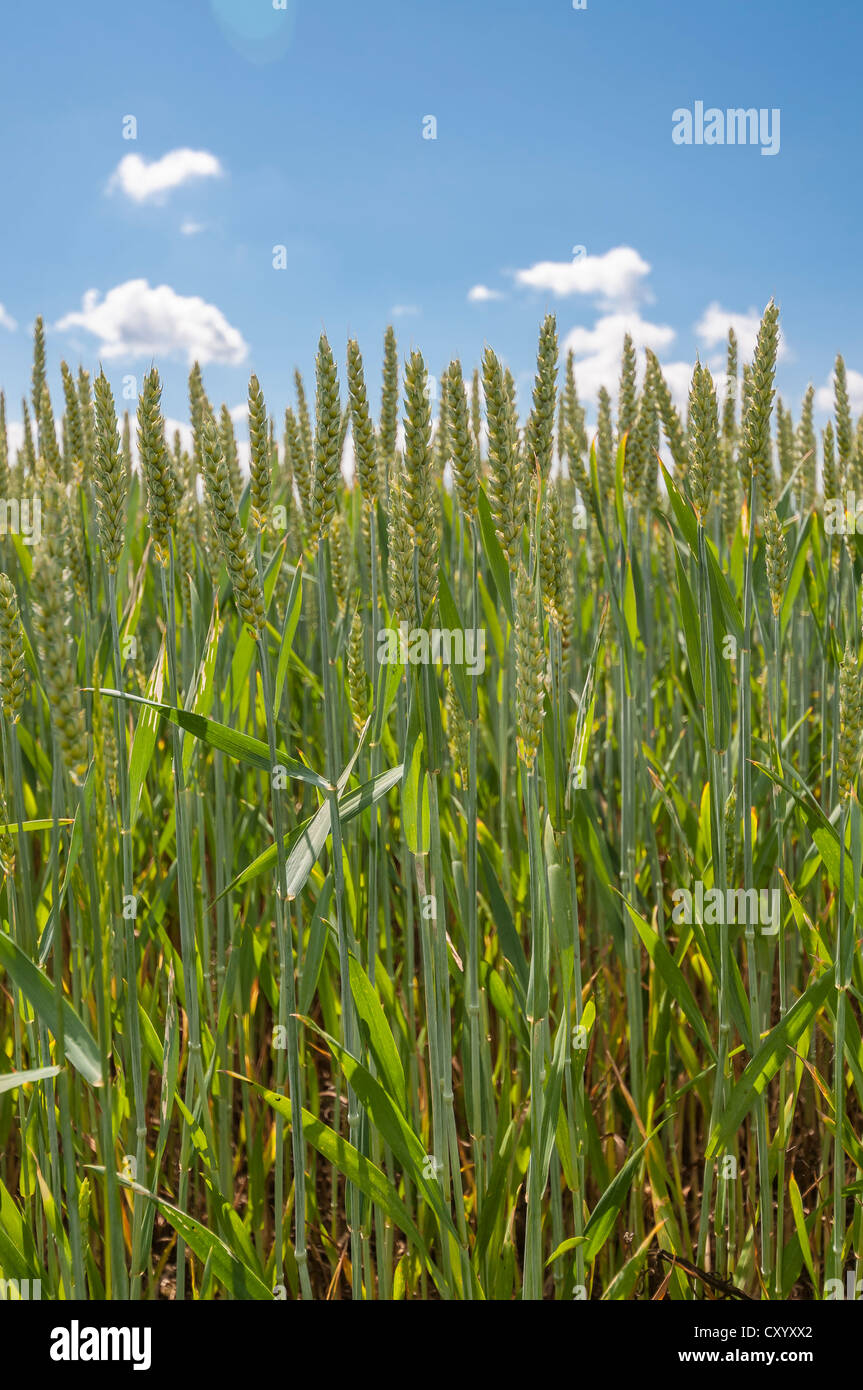 Wheat (Triticum L.), Dreieich-Goetzenhain, Hesse Stock Photo