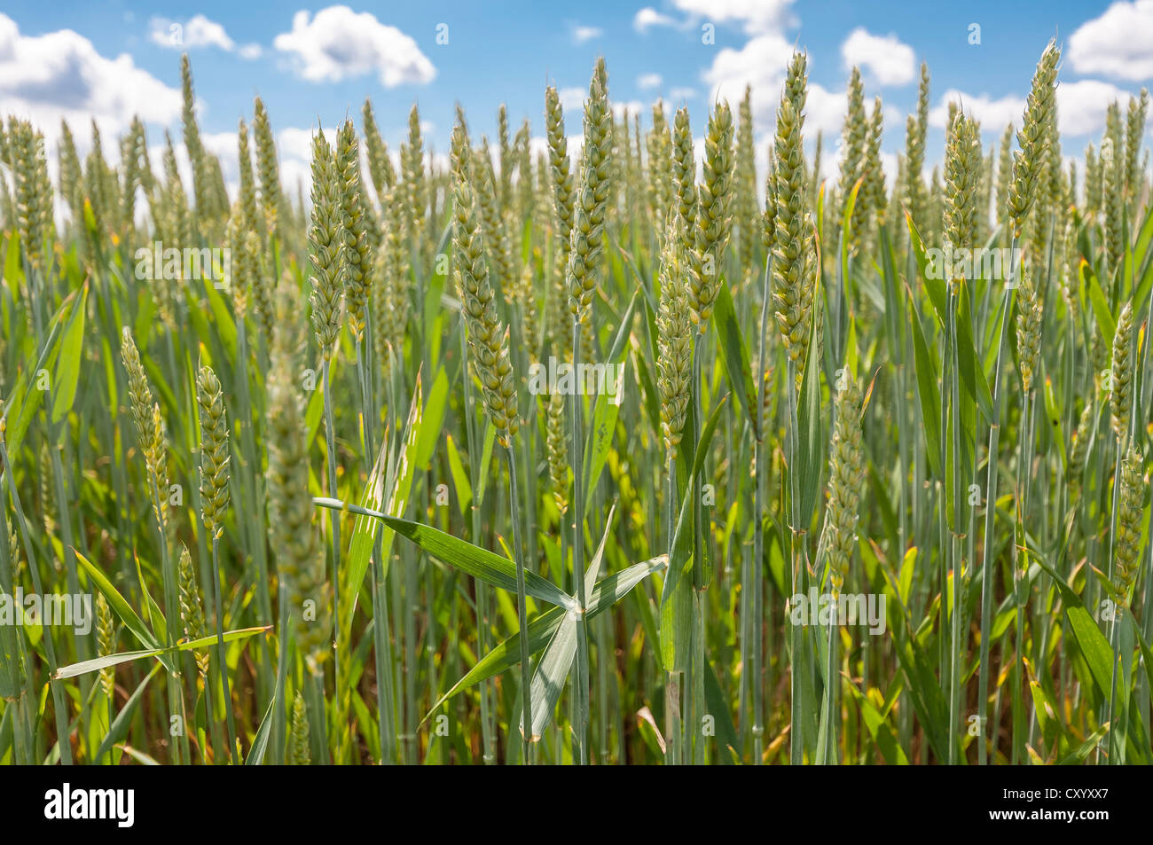 Wheat (Triticum L.), Dreieich-Goetzenhain, Hesse Stock Photo