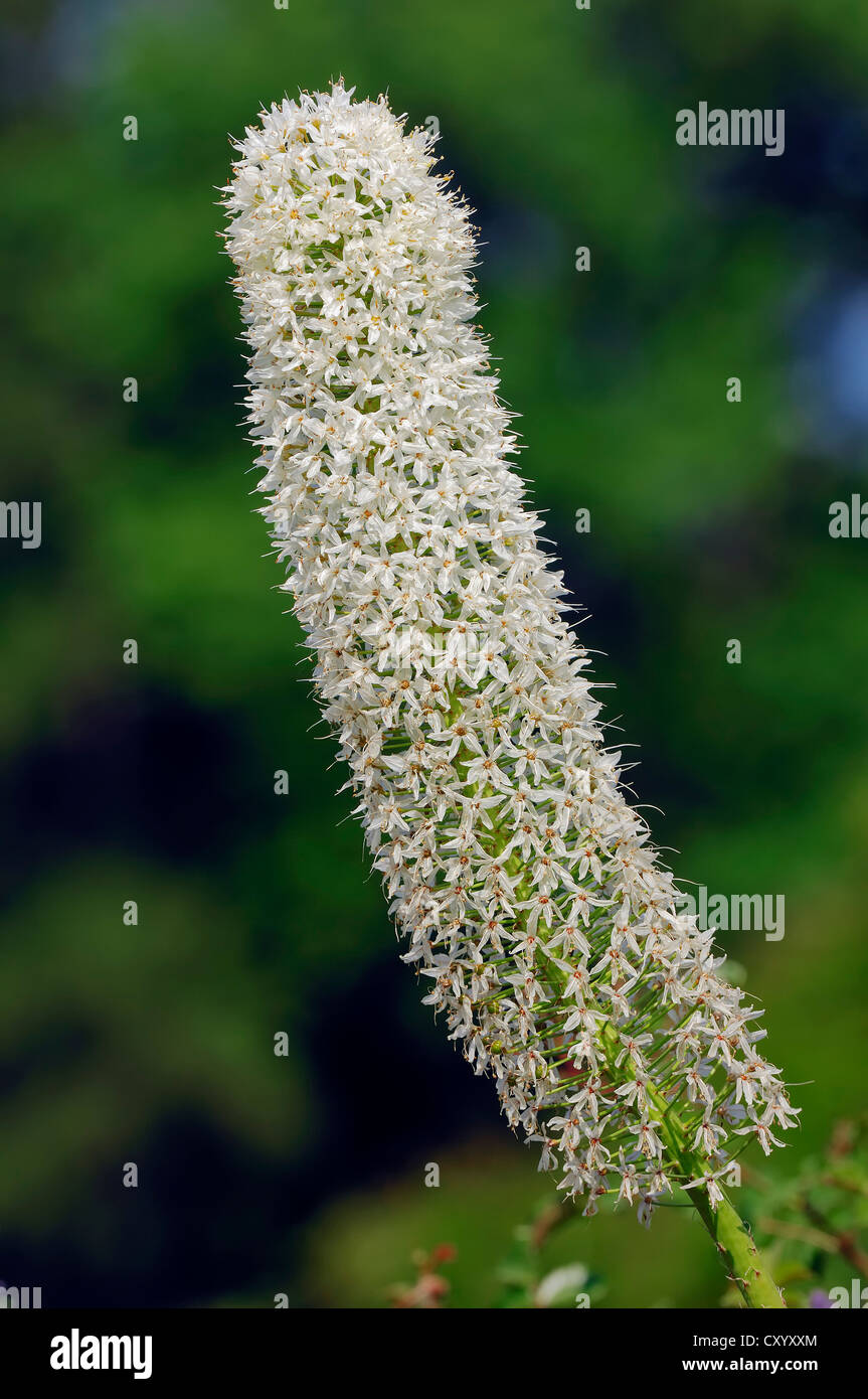Himalayan Foxtail Lily (Eremurus himalaicus), native to Asia, ornamental plant Stock Photo