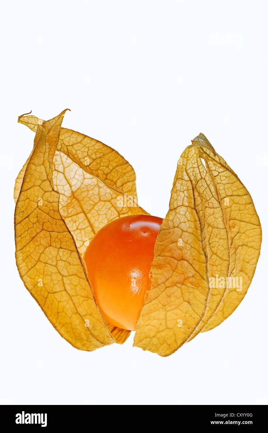 Cape Gooseberry, Goldenberry, Husk Cherry or Peruvian Ground Cherry (Physalis peruviana), fruit Stock Photo
