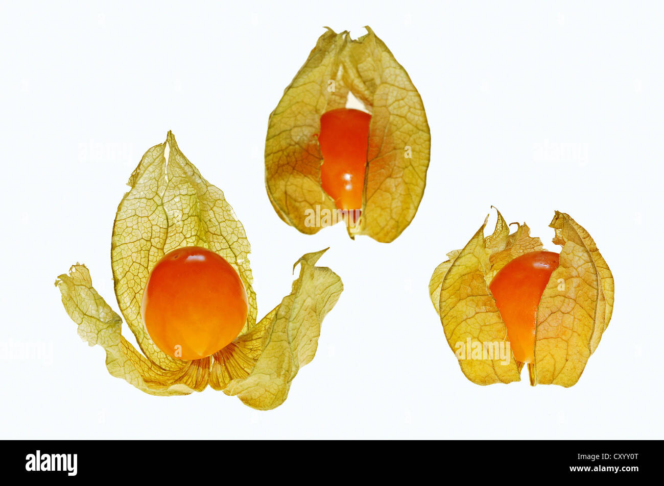 Cape Gooseberry, Goldenberry, Husk Cherry or Peruvian Ground Cherry (Physalis peruviana), fruits Stock Photo