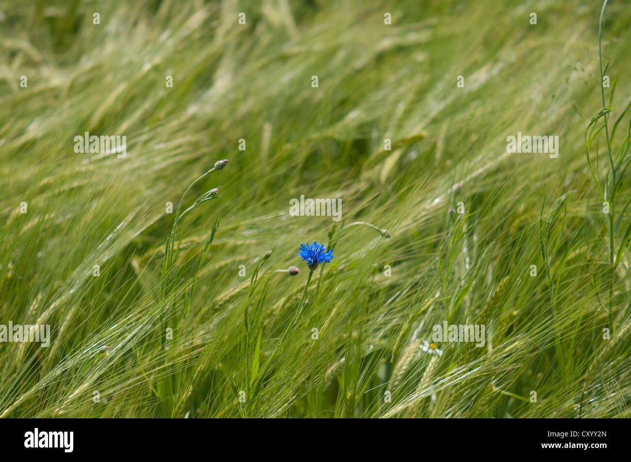 Plants a barley field cornflowers hi-res stock photography and images ...