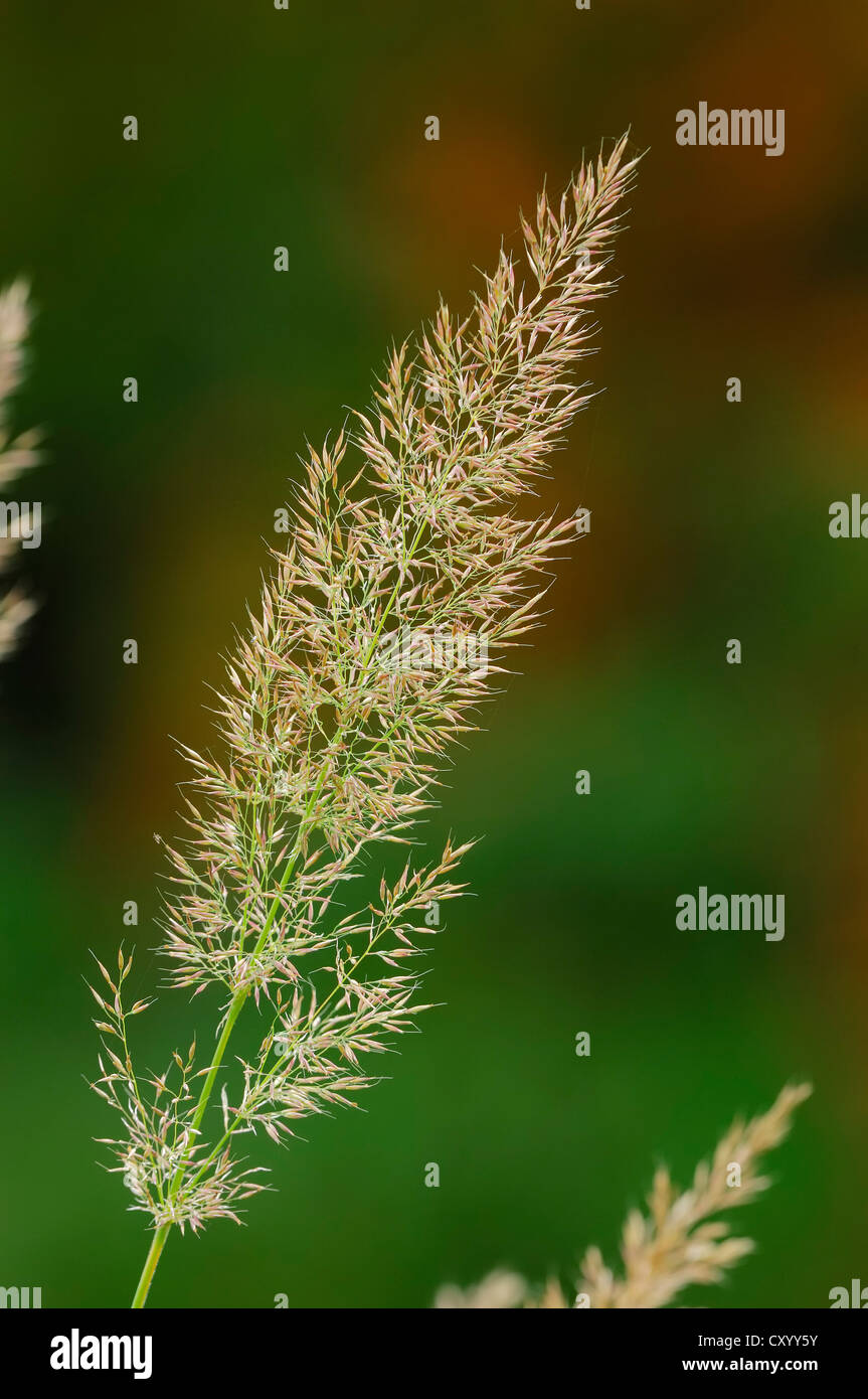 Fountain Grass (Pennisetum alopecuroides), native to East Asia and Australia, garden plant, ornamental plant Stock Photo