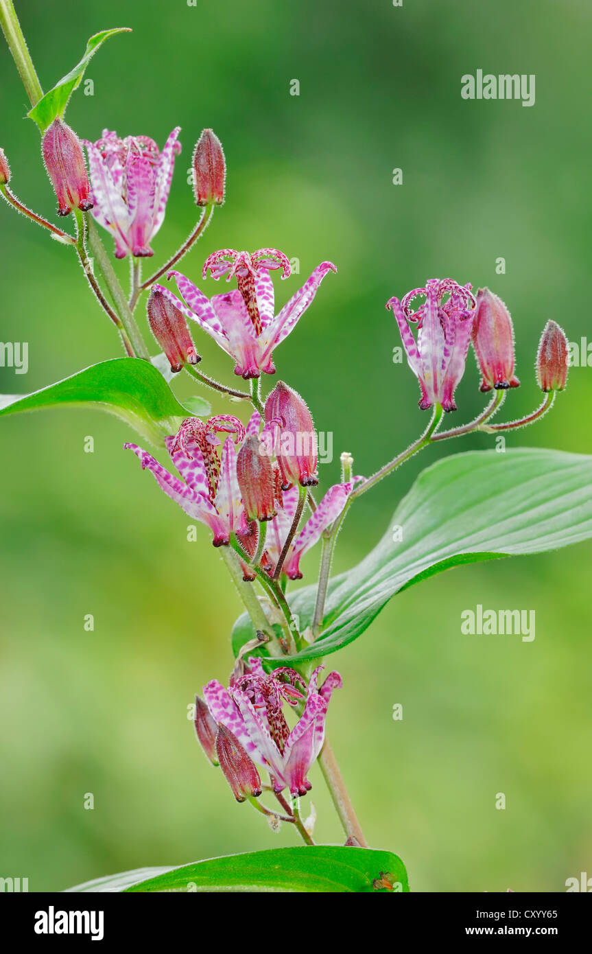 Toad Lily (Tricyrtis hirta, Tricyrtis japonica), flowers, native to