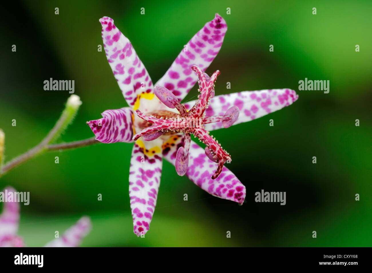 Toad Lily (Tricyrtis hirta, Tricyrtis japonica), flower, native to