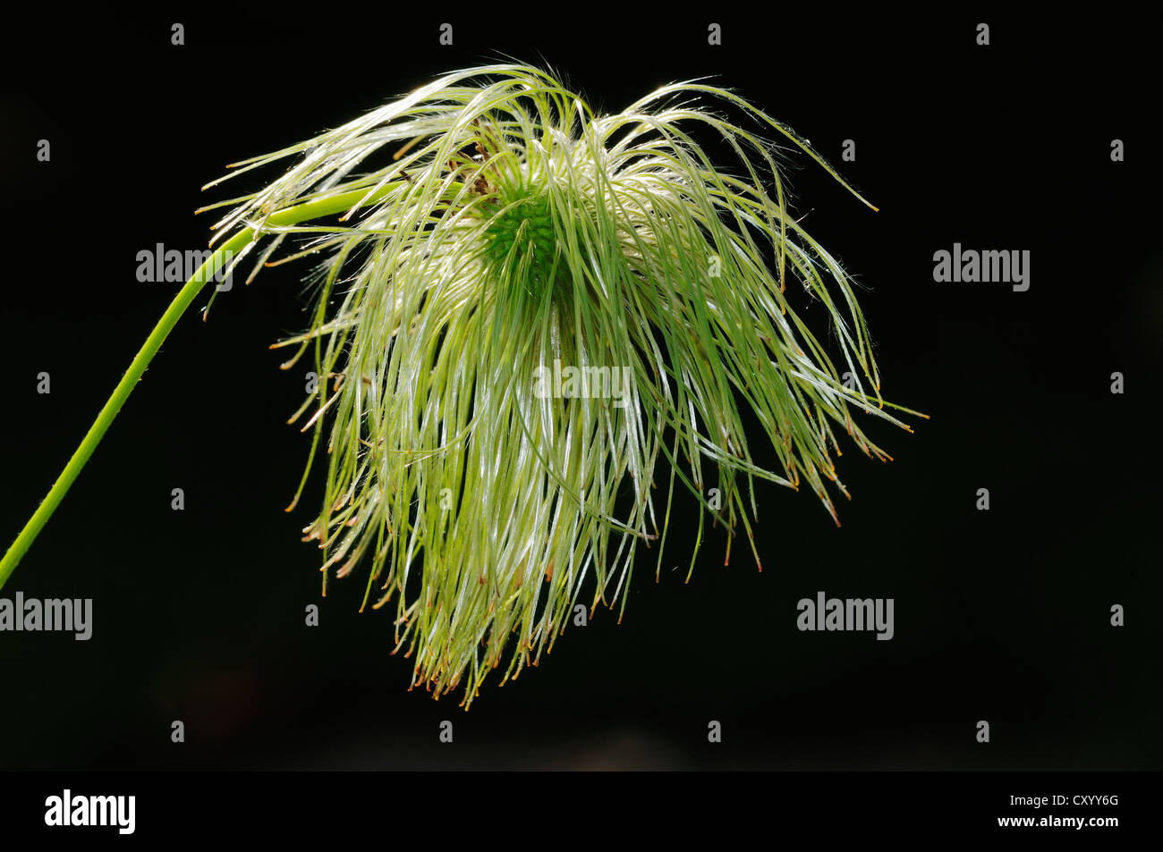 Oriental Virginsbower (Clematis orientalis), seed head Stock Photo