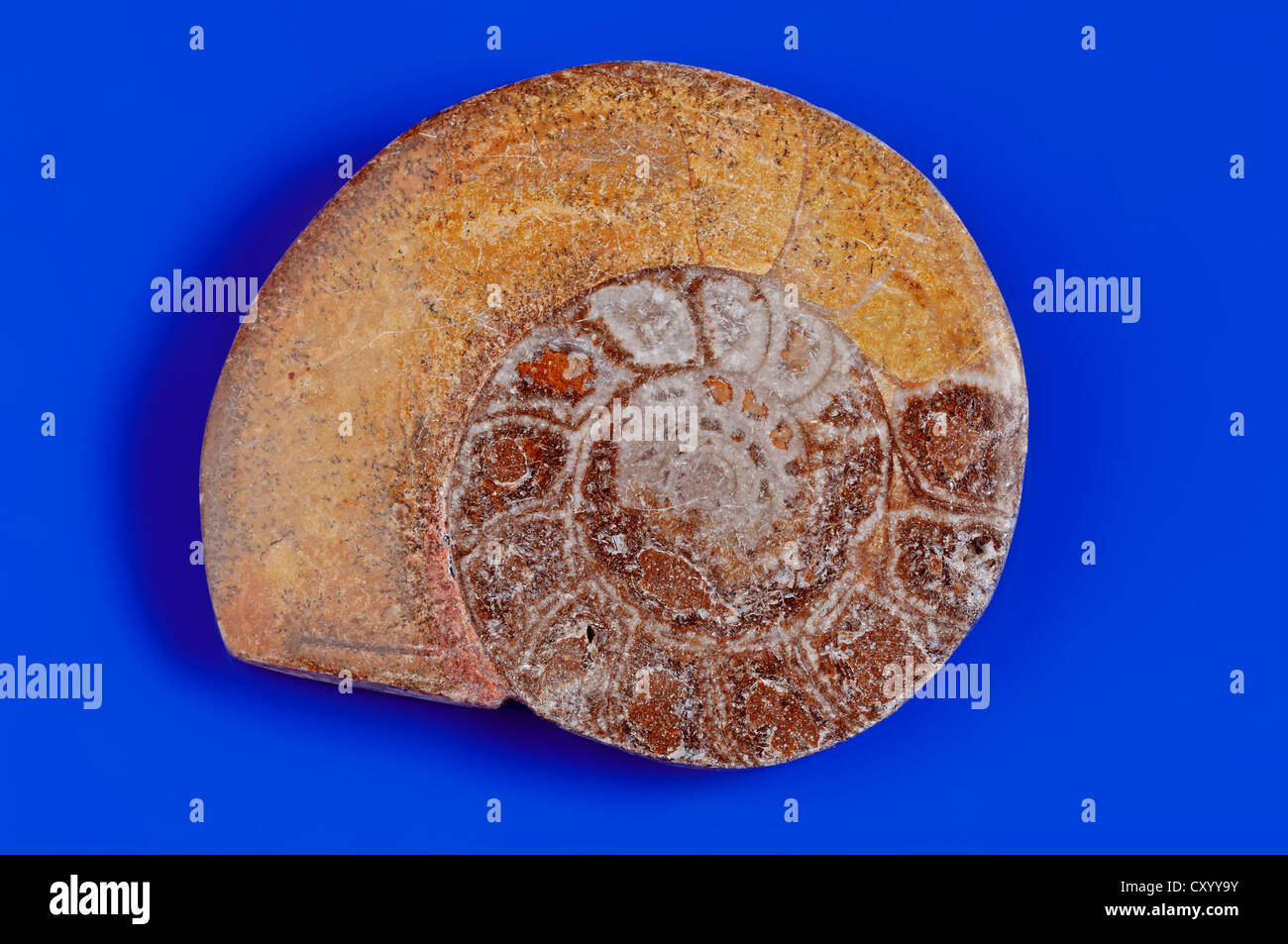 Mollusks fossil hires stock photography and images Alamy