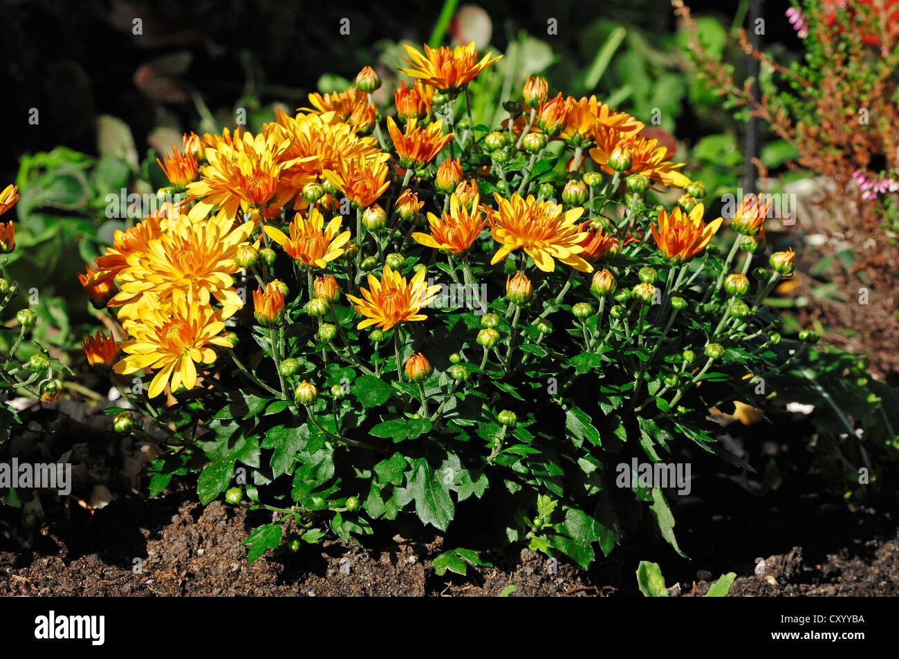Chrysanthemum (Chrysanthemum spec.) Stock Photo