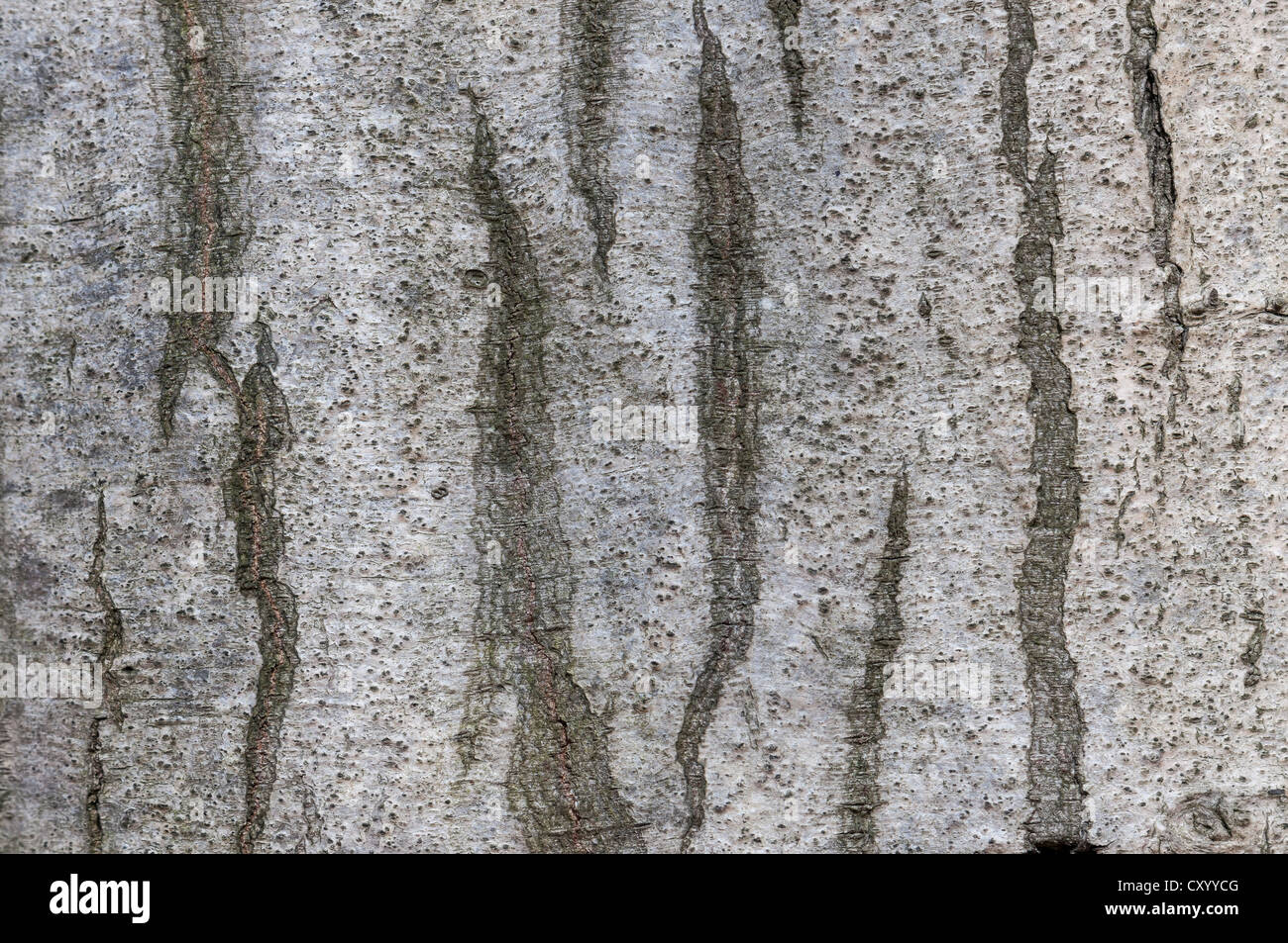 Bark of a European or Common Hornbeam (Carpinus betulus), detail, Moenchbruch Nature Reserve, near Frankfurt, Hesse Stock Photo
