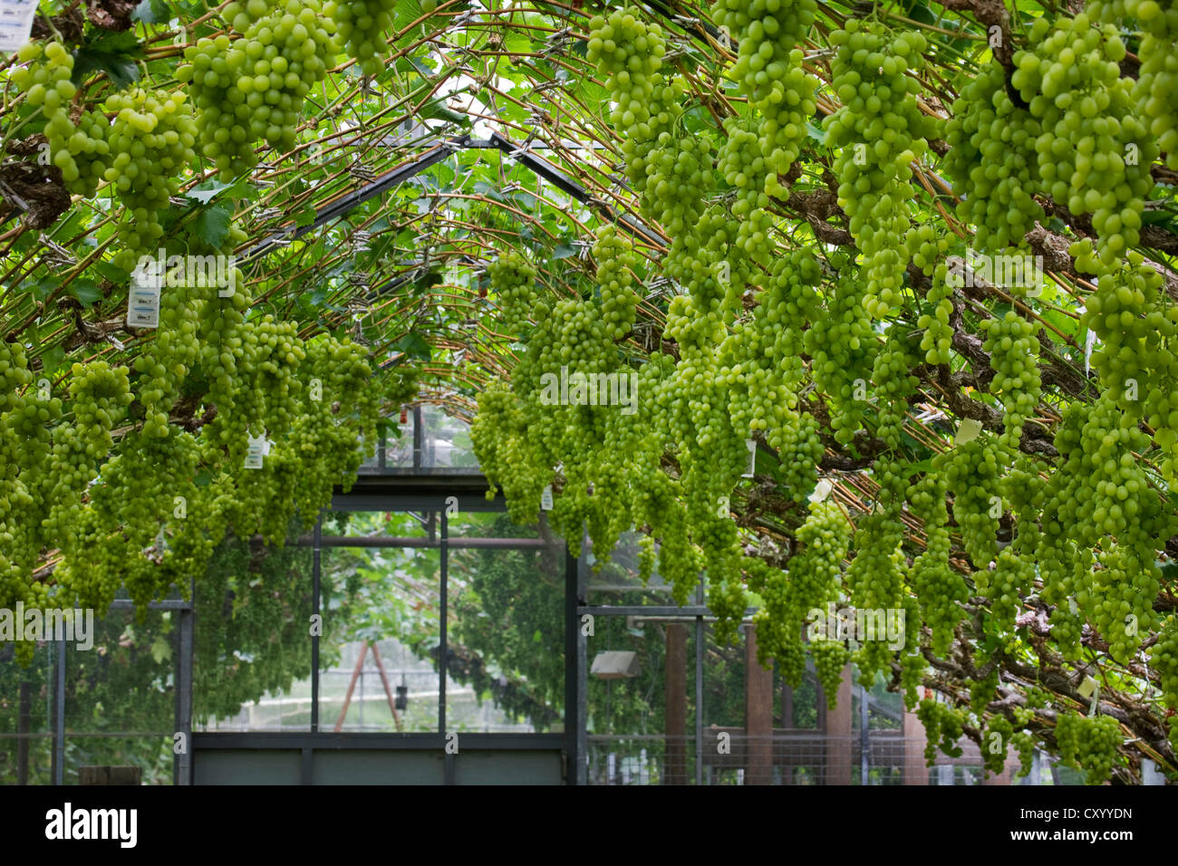 Table grapes (Vitis vinifera) growing on vine in greenhouse in Flemish