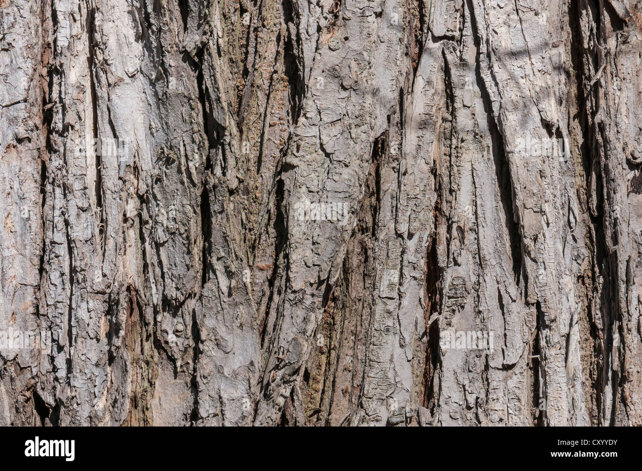 Bark of a European White Elm or Fluttering Elm (Ulmus laevis), detail, Moenchbruch Nature Reserve, near Frankfurt, Hesse Stock Photo