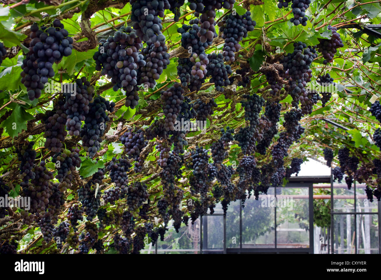 Table grapes (Vitis vinifera) growing on vine in greenhouse in Flemish Brabant, Flanders, Belgium Stock Photo