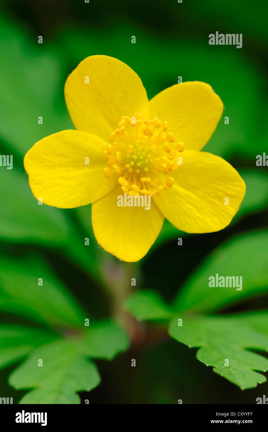 Yellow Wood Anemone or Buttercup Anemone (Anemone ranunculoides
