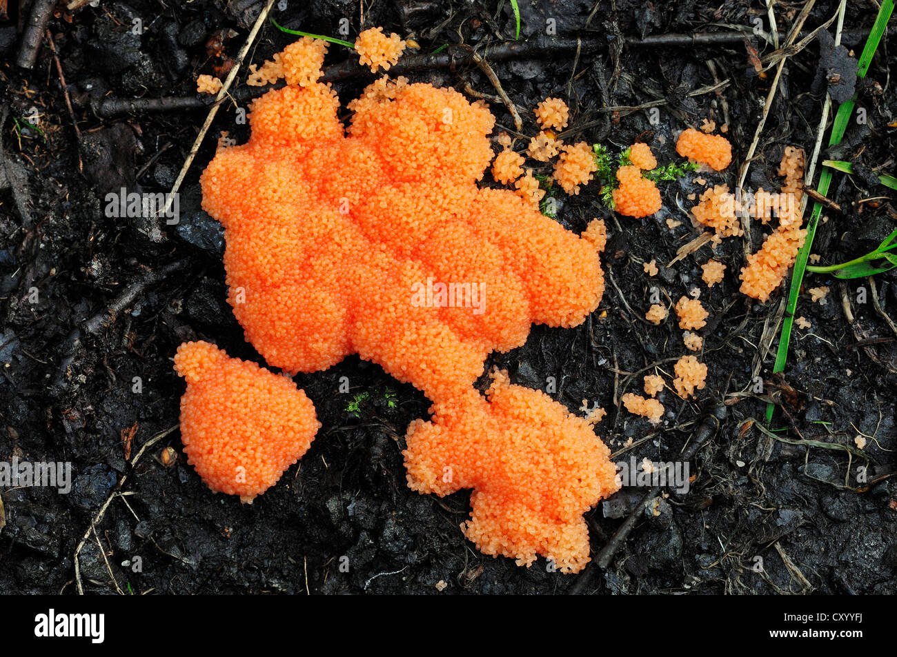 Salmoncoloured Slime Mould (Tubifera ferruginosa, Tubifera ferruginea