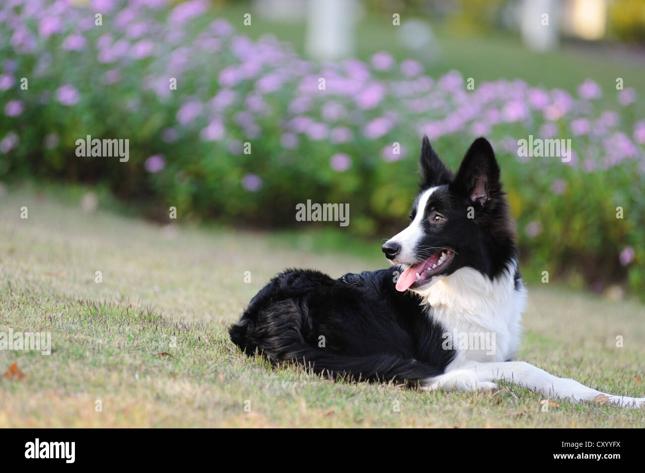 Border collie dog lying on the lawn Stock Photo