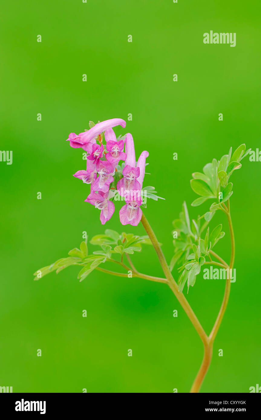 Bird in the Bush, Fumewort, Spring Fumewort (Corydalis solida), North Rhine-Westphalia Stock Photo