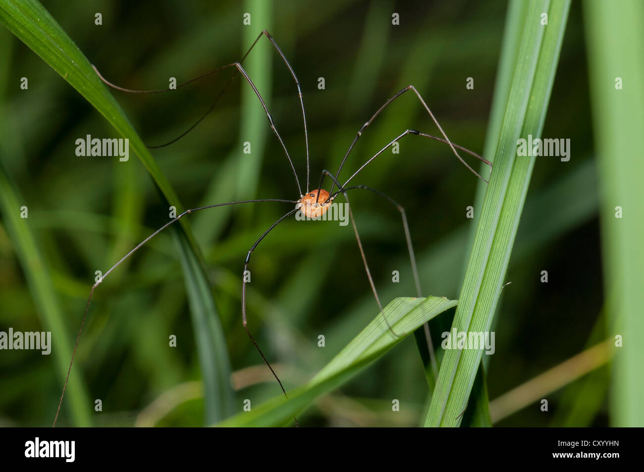 Daddy Longlegs (Opiliones) in Moenchbruch Nature Reserve, Hesse Stock Photo