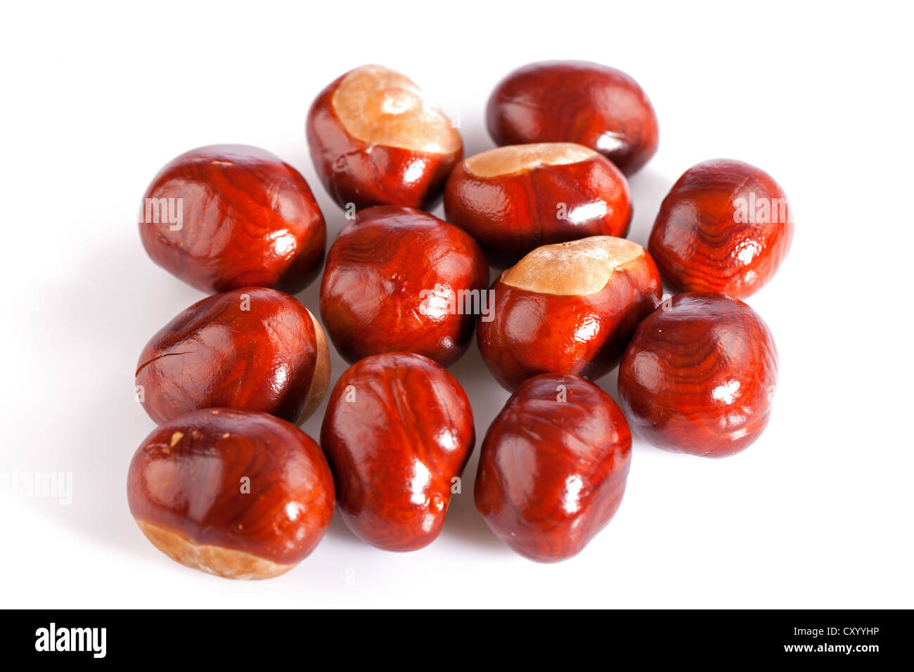 Horse-chestnut (Aesculus hippocastanum) on white background Stock Photo