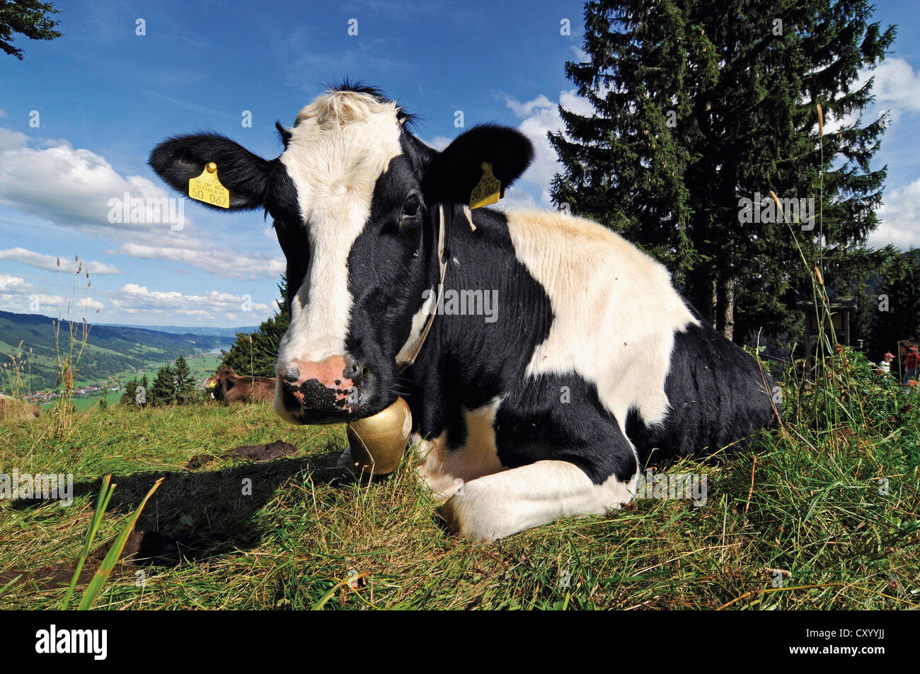 Cow chewing cud hi-res stock photography and images - Alamy Cow chewing cud hi-res stock photography and images - Alamy