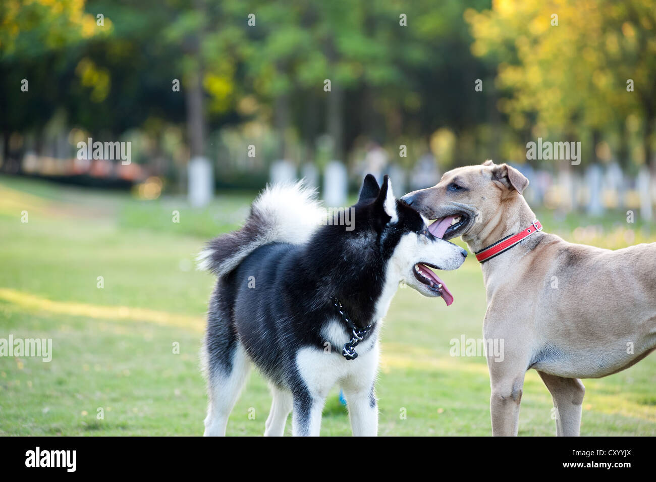Встречаются две собаки. Две собаки и Сакура. Dog at Dog Park. Двое собак как правильно.