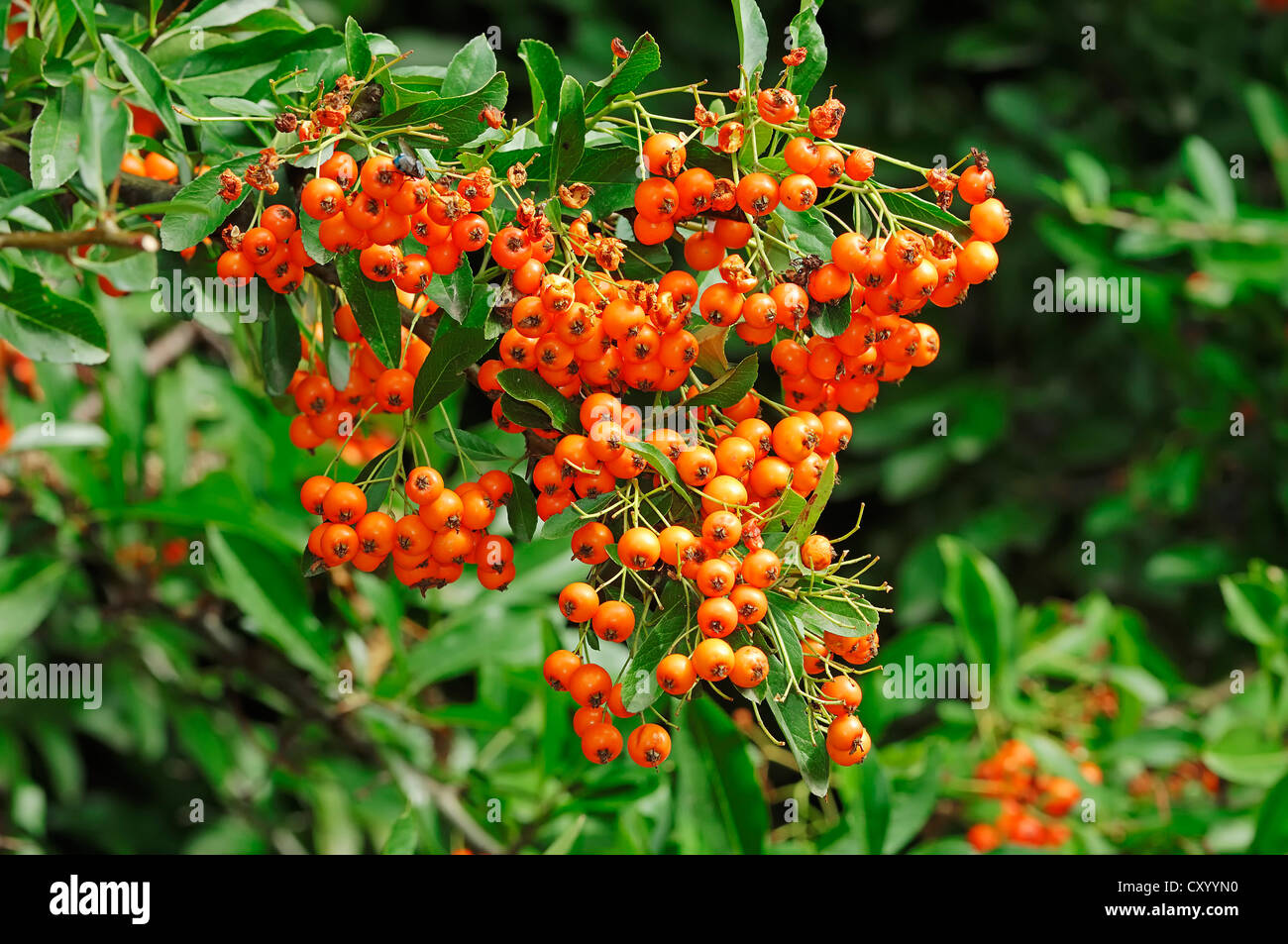 Firethorn (Pyracantha sp.), berries on the bush, ornamental trees and shrubs Stock Photo