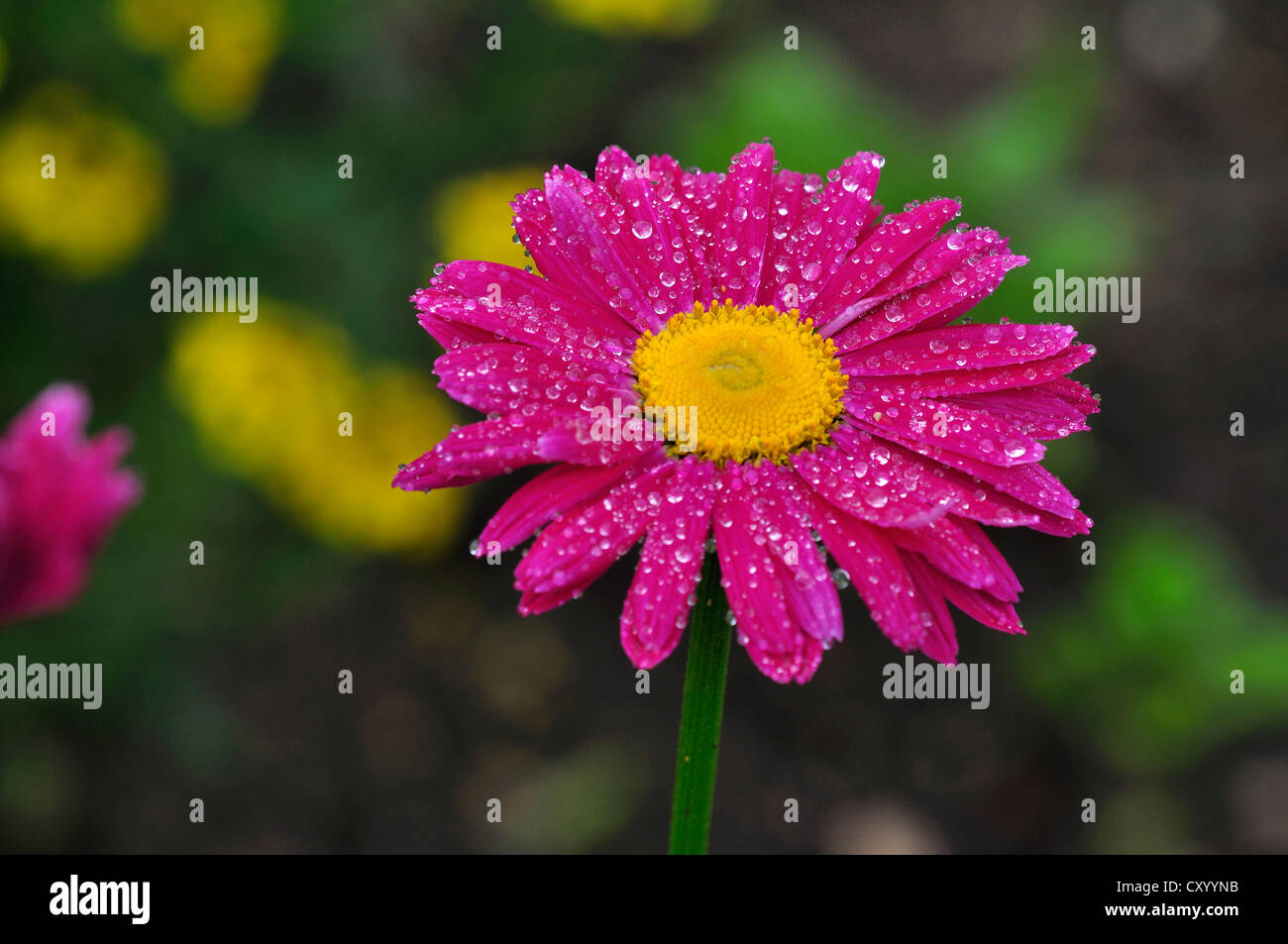 A pyrethrum flower sprinkled with raindrops UK Stock Photo