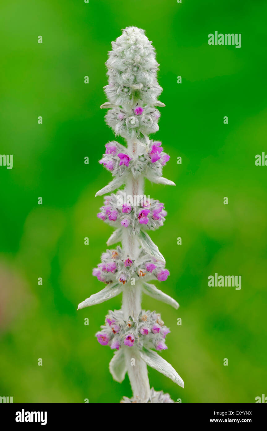 Lamb's Ear (Stachys byzantina), native to Asia, garden plant Stock Photo Alamy