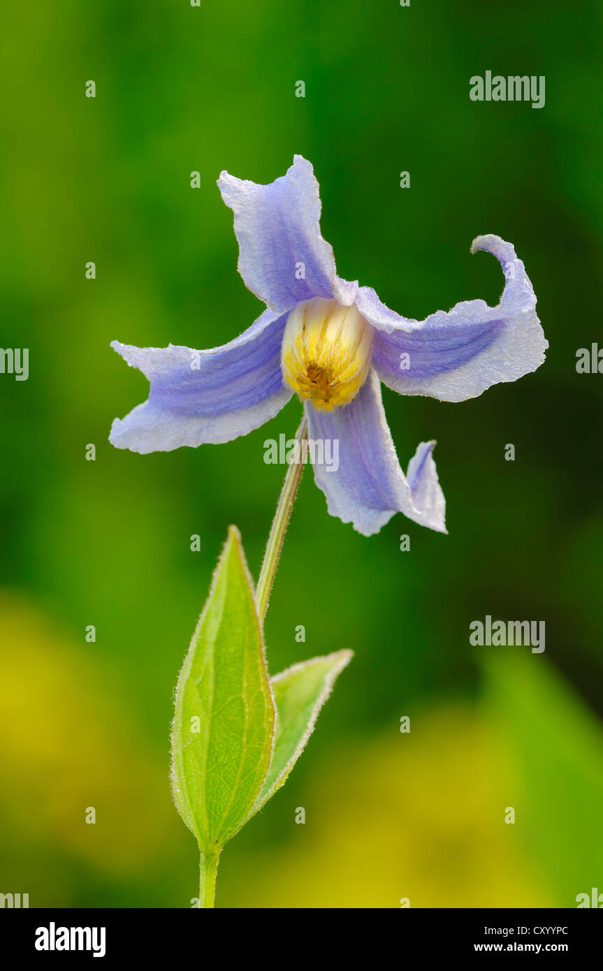 Solitary Clematis (Clematis integrifolia), flower Stock Photo