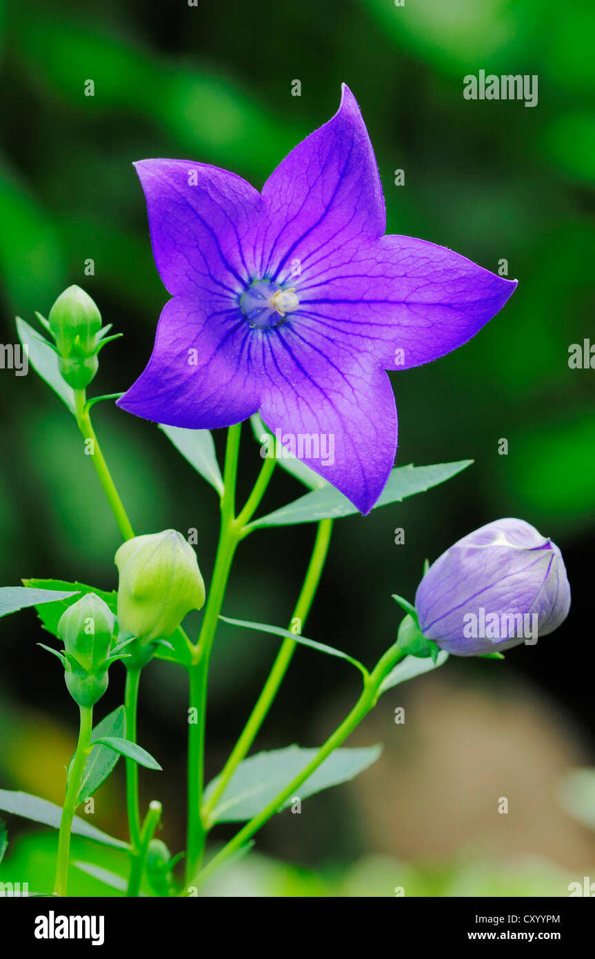 Balloon Flower or Chinese Bellflower (Platycodon grandiflorus