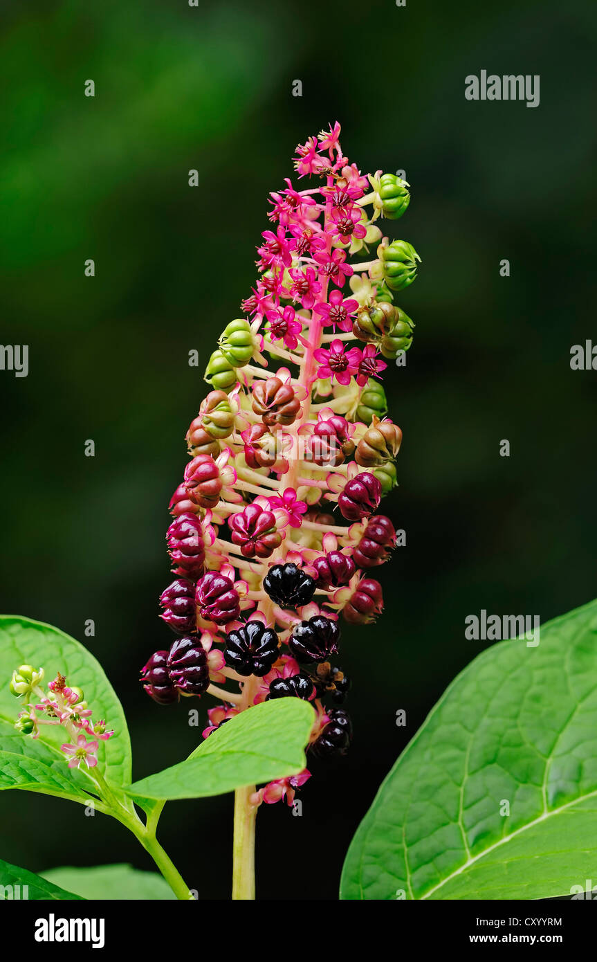 Himalayan Pokeberry, Asian Pockeweed or Pokebush (Phytolacca acinosa, Phytolacca esculenta), seed head with berries Stock Photo