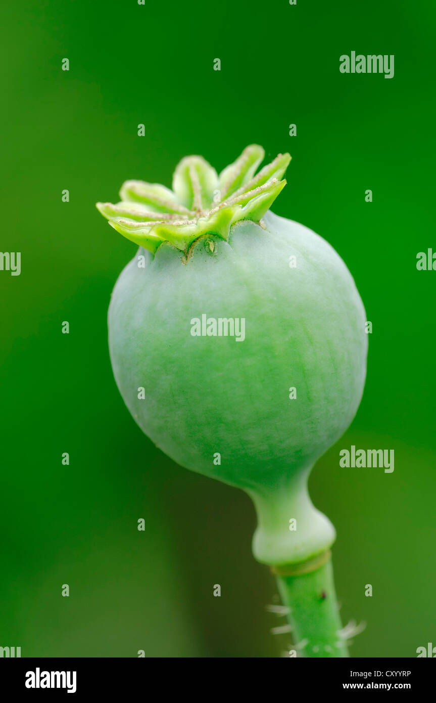 Oriental poppy (Papaver orientale), seed head, boll Stock Photo Alamy