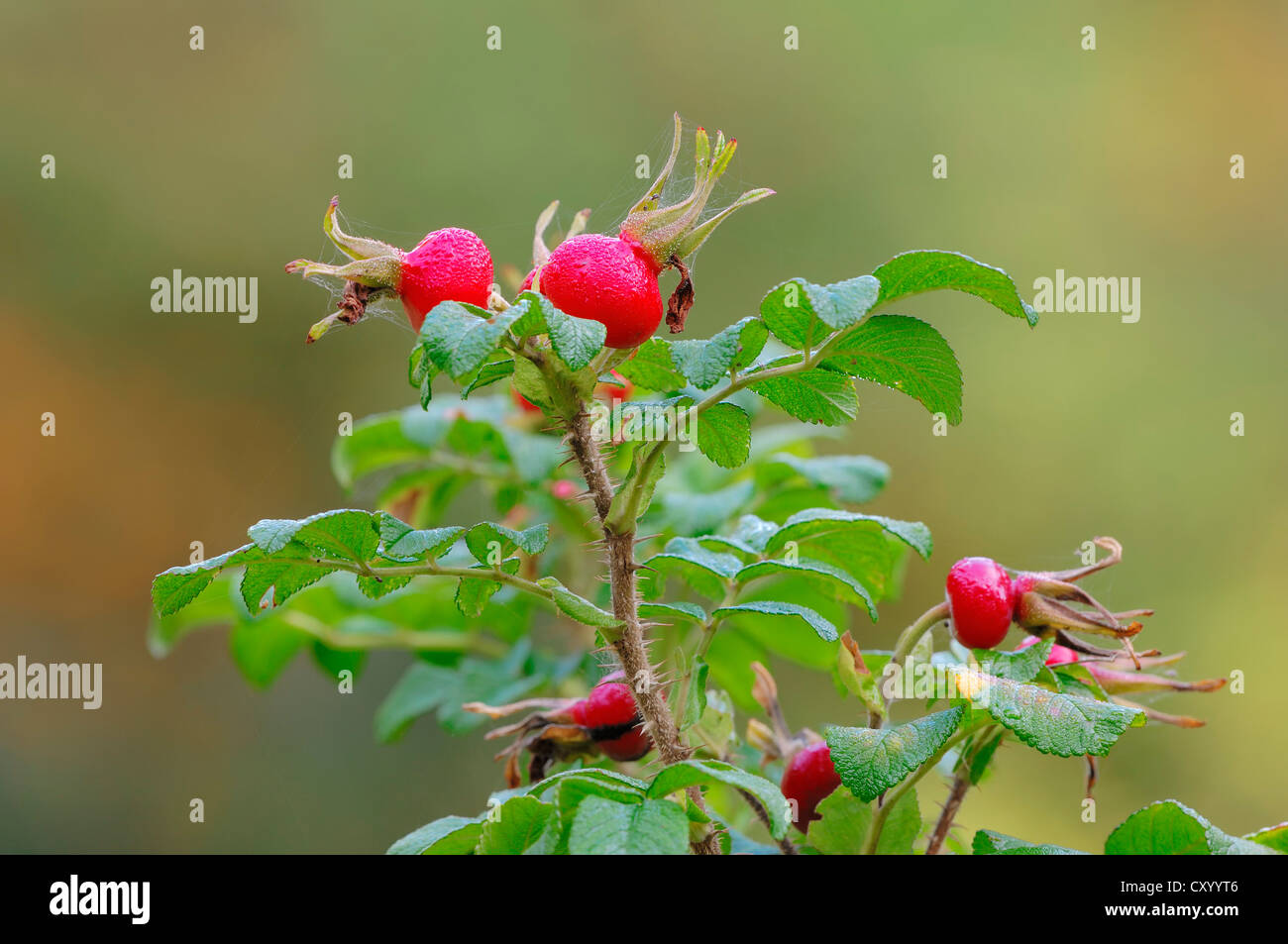 East asian plant hi-res stock photography and images - Alamy